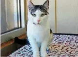  ??  ?? Chad is a handsome cat who would enjoy a quiet home where he could lounge around all day. He’s about a year old. He is available at the Edmond Animal Welfare Shelter, 2424 Old Timbers Drive. Call 216-7615.