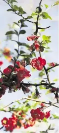  ?? ?? Chaenomele­s (flowering quince)