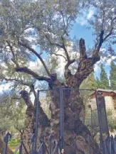  ??  ?? Oldest olive tree in the garden of Gethsemane in Jerusalem.