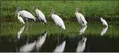  ?? BOB MACK — THE FLORIDA TIMES-UNION VIA AP ?? A flock of wood storks mingles with egrets as they stand in a retention pond in Atlantic Beach, Fla., in 2015.