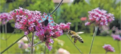 ?? FOTO: BIRGIT VAN LAAK ?? Eisenkraut zählt zu den insektenfr­eundlichen Stauden. Ein Widderchen und eine Biene suchen dort Nahrung.