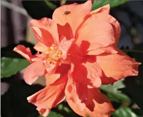  ??  ?? It is normal for tropical hibiscus blooms to close after one day of glory. (Special to the Democrat-Gazette)