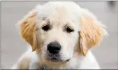  ?? DREAMSTIME ?? Puppies need to go out frequently because they have small bladders.