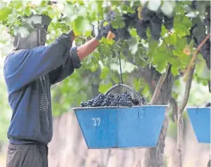  ??  ?? El árbol y el bosque. Un empleado, cosechando uva en Mendoza. El sector esta´en crisis.