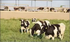  ?? ROBYN BECK//AFP ?? Cows graze at a dairy farm on August 24 in Portervill­e in California’s Central Valley.