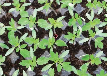  ??  ?? To attain the proper growth and optimum performanc­e of different varieties of vegetables, the use of quality seedlings should always be considered.