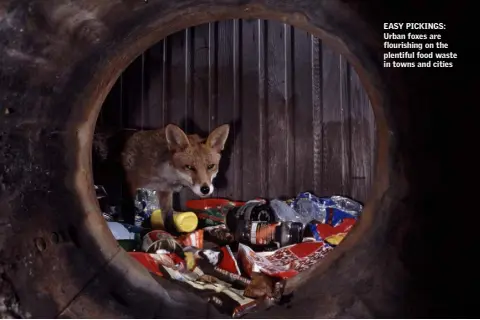  ??  ?? EASY PICKINGS: Urban foxes are flourishin­g on the plentiful food waste in towns and cities