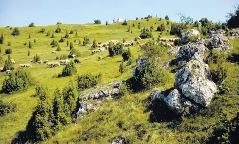  ?? Foto: H. Partsch ?? Eine typische Ries-Landschaft: Der „Rollenberg“bei Harburg wird regelmäßig von Schafen beweidet. Der Magerrasen muss aber trotzdem von ehrenamtli­chen Naturschüt­zern von Gestrüpp befreit werden. Sonst verbuscht er.