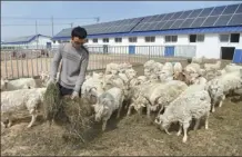  ?? DING LEI / XINHUA ?? A farmer feeds sheep at a shed in Qinghe county, Xinjiang Uygur autonomous region, where formerly impoverish­ed herdsmen keep their livestock and look for jobs in companies to increase their income.