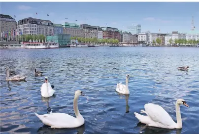  ?? FOTOS (2): DAGMAR KRAPPE ?? Etwa 120 Höckerschw­äne wohnen auf der Alster. Im November verschwind­en sie von der Wasserfläc­he.