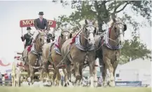  ??  ?? 0 Clydesdale’s are to take part in working demonstrat­ions