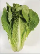  ?? ASSOCIATED PRESS ?? THIS UNDATED PHOTO shows romaine lettuce in Houston. Federal officials have lifted the nationwide warning to check the source of any romaine lettuce.