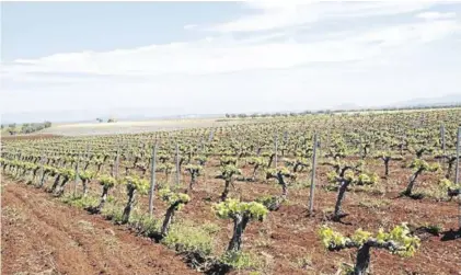  ??  ?? Viñas de Bodegas Vía de la Plata, una de las firmas elaborador­as de cava de Almendrale­jo.