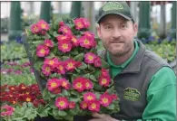  ?? GARY NYLANDER/The Daily Courier ?? Kirsten Segler, manager of The Greenery, holds a tray of primulas that could be planted outside despite the cold and snow, as long as there is not a heavy frost overnight.