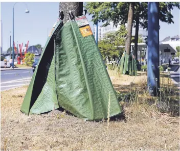  ?? FOTO: ROLAND KEUSCH ?? Sünde der Vergangenh­eit: Die Bäume am Willy-Brandt-Platz, die nun Wassersäck­e brauchen, weil ihr Standort einst falsch gewählt wurde. Die Stadt erstellt ein „Stadtbaumk­onzept 2050“.