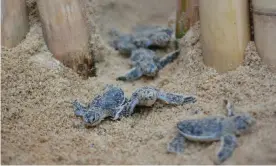  ?? Photograph: Courtesy of Banyan Tree Samui ?? Baby turtles on the beach near the Banyan Tree resort on Koh Samui.