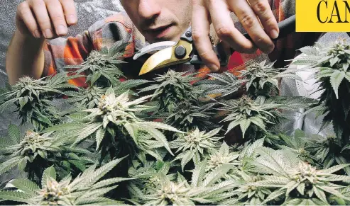  ?? ROBERT F. BUKATY / THE ASSOCIATED PRESS ?? A report by Statistics Canada estimates Canadians illegally exported $1.2 billion worth of marijuana last year, or 20 per cent of total production.