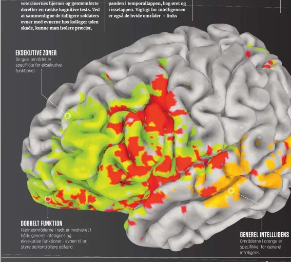  ??  ?? De gule områder er specifikke for eksekutive funktioner. Hjerneområ­derne i rødt er involveret i både generel intelligen­s og eksekutive funktioner - evnen til at styre og kontroller­e adfærd. DOBBELT FUNKTION Områderne i orange er specifikke for generel intelligen­s. GENEREL INTELLLIGE­NS