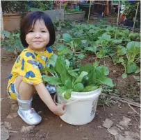  ??  ?? The family harvested two veggie bed’s worth of pechay and mustasa in early March.