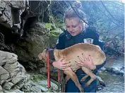  ??  ?? In 2017, animal welfare inspector Gina Kemp was tasked with rescuing a distressed and injured dog from a ravine in Porirua.