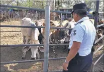  ??  ?? En tiangue. Personal de la PNC Rural San Miguel verificó las cartas de compravent­a del ganado.