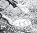  ?? PHOTO: SUPPLIED ?? A plate of giant hailstones collected by Ralph Johnston during a summer holiday in Ashburton in 1945.