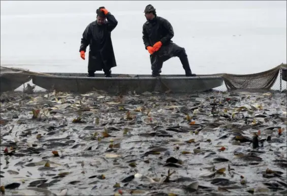  ?? PETR DAVID JOSEK — THE ASSOCIATED PRESS ?? Fisherman look at their catch, mostly carp, during the traditiona­l fish haul of the Krcin pond near the village of Mazelov, Czech Republic. Czechs will have to pay more for their traditiona­l Christmas delicacy this year after a serious drought devastated the carp population this year.