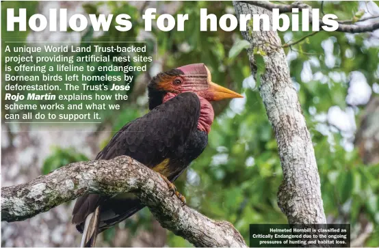  ??  ?? Helmeted Hornbill is classified as Critically Endangered due to the ongoing pressures of hunting and habitat loss.