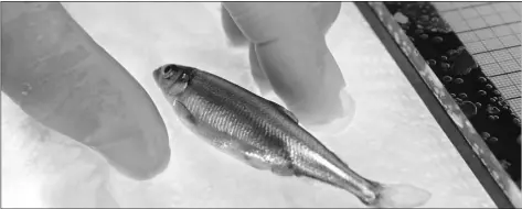  ?? PHOTO/RICH PEDRONCELL­I ?? In this 2015 file photo, a Delta smelt is shown at the University of California Davis Fish Conservati­on and Culture Lab in Byron, Calif. aP