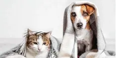 ?? Foto: Tatyana Gladskih, Fotolia ?? Hund und Katze: Das muss nicht immer im Streit enden. Manchmal sind beide auch unzertrenn­liche Gefährten.