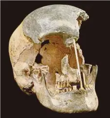  ?? AFP PIC ?? A handout picture released on April 7 by the National Museum of Prague shows the skull of a modern human female individual from Zlaty kun.