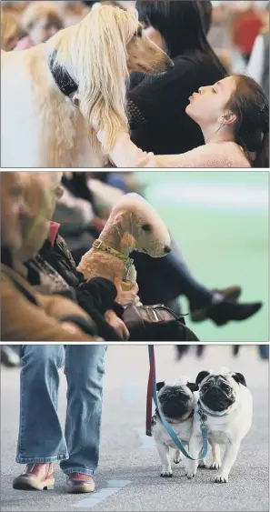  ?? PICTURES: JOE GIDDENS/PA ?? PEDIGREE CHUMS: From top, a girl gives her Afghan hound a kiss; a Bedlington terrier; and dogs and their owners arrive for the first day of the show.