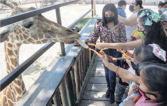  ?? FOTO: LUIS GERARDO MAGAÑA ?? > Uno de los atractivos del lugar es alimentar a las jirafas.