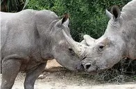  ?? Miguel Roberts/The Brownsvill­e Herald via AP ?? ■ Bebop, a male rhino, left, interacts with a female rhino Nov. 15 at Gladys Porter Zoo in Brownsvill­e, Texas. Bebop is new to the Gladys Porter Zoo rhino exibition.