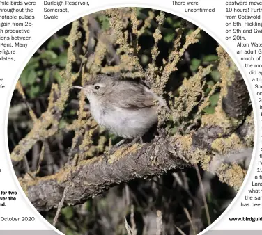  ??  ?? This Booted Warbler performed fairly well for two days in Co Durham over the Bank Holiday weekend.