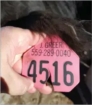  ?? COURTESY OF TCSO ?? Recovered cattle pictured in Pinedale, Wyo., with suspect Justin Tyler Greer's identifica­tion on the ear tags.