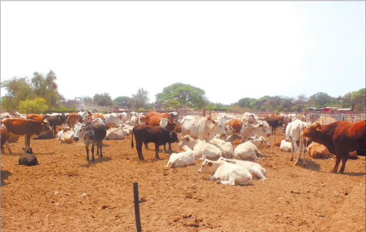  ?? Photo: Nampa ?? Long way to go… Cattle that were handed over to the Hai//Om San community by the Namsov Community Trust at Ondera government resettleme­nt farm in the Guinas constituen­cy.