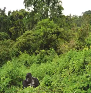  ??  ?? The bamboo forests and hagenia woodlands of Volcanoes National Park are home to 10 habituated mountain gorilla families