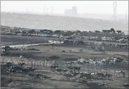  ?? THE ASSOCIATED PRESS FILE ?? A feedlot near Dodge City, Kan., in 2007. Thousands of cattle in feedlots in southweste­rn Kansas have died of heat stress amid soaring temperatur­es coupled with high humidity and little wind in recent days, industry officials said Thursday.