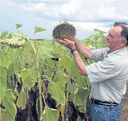  ??  ?? Apasionado. Elías Muchut, uno de los fundadores de la empresa, en un lote girasolero que conoce a fondo, cerca de Avellaneda.