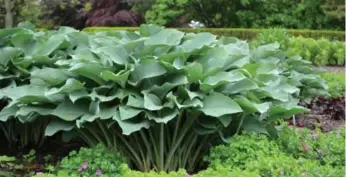  ?? DREAMSTIME ?? 5. Hostas range from giant to miniature, in 7,000 varieties. The newest types are also slug-resistant.