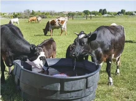  ??  ?? Water is the most essential nutrient for cattle production and is used in almost every bodily function.