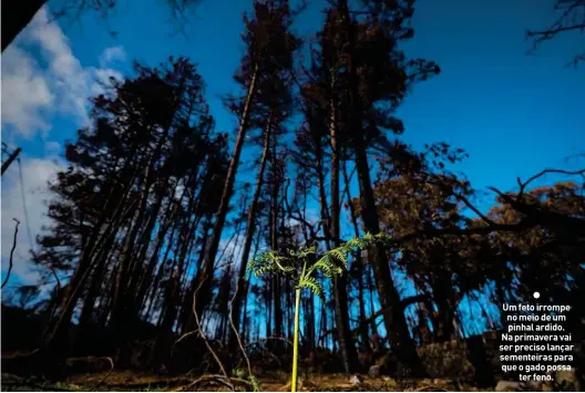  ??  ?? Um feto irrompe no meio de um pinhal ardido. Na primavera vai ser preciso lançar sementeira­s para que o gado possa ter feno.