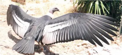  ??  ?? Der Star der Falknerei: Ein Anden-Kondor breitet seine Flügel aus.