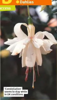  ??  ?? ‘Constellat­ion’ seems to stay white in UK conditions