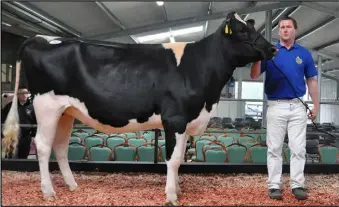  ??  ?? Tommy and Orla Screene’s Windfield Katie 17, sold for €4,200 (pictured) being held by John Curtin; (left) John Appelbe, Clonakilty, Co Cork with his Angus heifer Carrigroe Mrs Dunbar which sold for €8,300