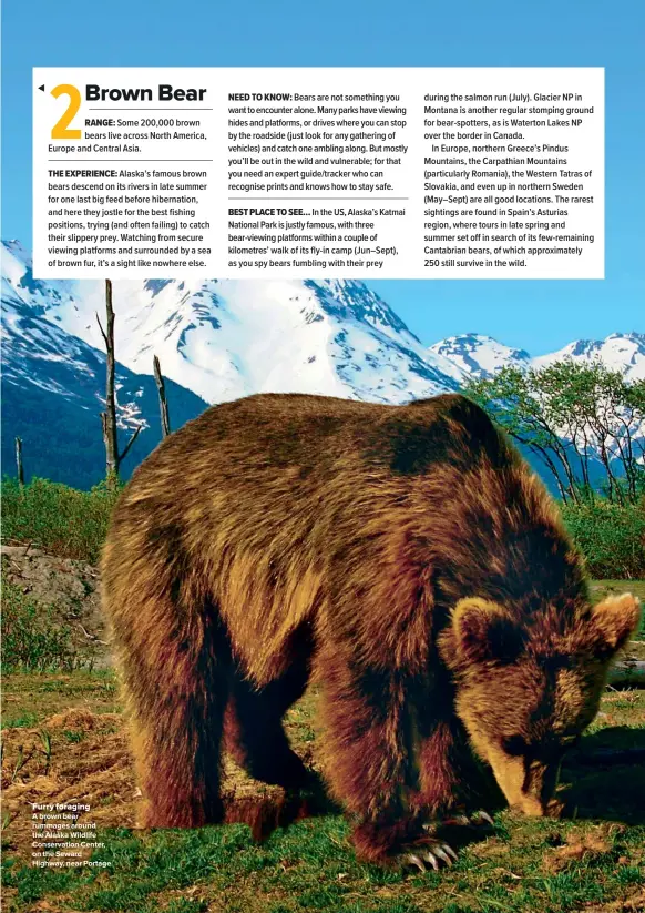  ??  ?? Furry foraging A brown bear rummages around the Alaska Wildlife Conservati­on Center, on the Seward Highway, near Portage