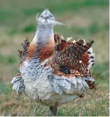  ??  ?? The great bustard was shot to extinction in the UK in 1832, but the bird has slowly been reintroduc­ed