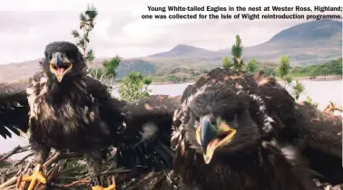  ??  ?? Young White-tailed Eagles in the nest at Wester Ross, Highland; one was collected for the Isle of Wight reintroduc­tion programme.