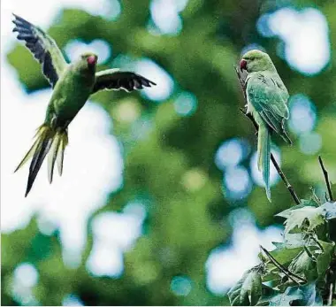  ?? Foto: dpa ?? Scheuen auch nicht die Nähe zum Menschen: Halsbandsi­ttiche in Heidelberg.